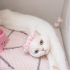 Ücretsiz sahiplenme Scottish kedi fotoğraf