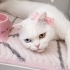 Ücretsiz sahiplenme Scottish kedi fotoğraf