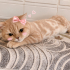 Ücretsiz sahiplenme British kedi fotoğraf