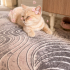 Ücretsiz sahiplenme British kedi fotoğraf