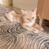 Ücretsiz sahiplenme British kedi fotoğraf
