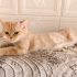Ücretsiz sahiplenme British kedi fotoğraf