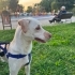 Ücretsiz sahiplenme labrador melez fotoğraf