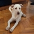 Ücretsiz sahiplenme labrador melez fotoğraf