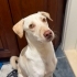 Ücretsiz sahiplenme labrador melez fotoğraf