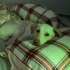 Ücretsiz sahiplenme labrador melez fotoğraf