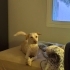 Ücretsiz sahiplenme labrador melez fotoğraf