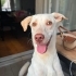 Ücretsiz sahiplenme labrador melez fotoğraf