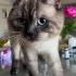 Ücretsiz sahiplenme British kedi fotoğraf