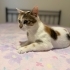 Zümrüt gözlü, uysal dişi kısır kedi fotoğraf
