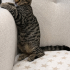 ENGELLİ KEDİLERE ÖNCELİK fotoğraf