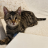 ENGELLİ KEDİLERE ÖNCELİK fotoğraf