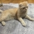 2 Yaşında Erkek Yuva Arıyor fotoğraf