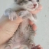 Yavru kedi ilanı fotoğraf