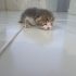 Yavru kedi ilanı fotoğraf