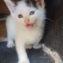 Ücretsiz Sahiplendirme fotoğraf
