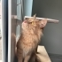 ERKEK KISIR ÖMÜRLÜK YUVA fotoğraf