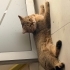 Biritis cins kedi ücretsiz sahiplendirme fotoğraf