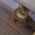 Biritis cins kedi ücretsiz sahiplendirme fotoğraf