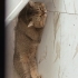 Biritis cins kedi ücretsiz sahiplendirme fotoğraf