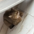 Biritis cins kedi ücretsiz sahiplendirme fotoğraf