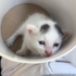 3 haftalık yavru kedi fotoğraf