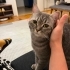 'ÇİÇEK' KEDİMİZE YENİ YUVA ARIYORUZ fotoğraf