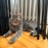 'ÇİÇEK' KEDİMİZE YENİ YUVA ARIYORUZ fotoğraf