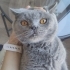 Sokakta Kalmış British Kedi Yuva Arıyor fotoğraf