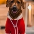 Anne cocker babası av köpeği eğitimli fotoğraf