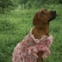 Anne cocker babası av köpeği eğitimli fotoğraf