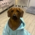 Anne cocker babası av köpeği eğitimli fotoğraf