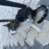 Avcı ve oyuncu yavru kedimiz fotoğraf