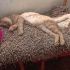 Sarman kedi aşktır. fotoğraf