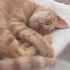 Sarman kedi aşktır. fotoğraf