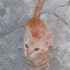 Sarman kedi aşktır. fotoğraf