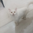 Kar Beyazı Prenses Yuva arıyor fotoğraf