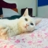 Ücretsiz kısır erkek ömürlük yuvasını arıyor (Açıklamayı okuyun fotoğraf
