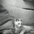 🐱 Minik Bir Can, Sıcak Bir Yuva Arıyor fotoğraf