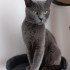 Russian Blue Cinsi Yavrumuza Yuva Arıyoruz fotoğraf