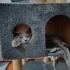 Russian Blue Cinsi Yavrumuza Yuva Arıyoruz fotoğraf
