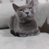 Russian Blue Cinsi Yavrumuza Yuva Arıyoruz fotoğraf
