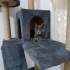 Russian Blue Cinsi Yavrumuza Yuva Arıyoruz fotoğraf