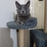 Russian Blue Cinsi Yavrumuza Yuva Arıyoruz fotoğraf