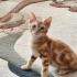 Ankara yavru kedi fotoğraf