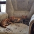 Ankara yavru kedi fotoğraf