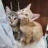 Ankara yavru kedi fotoğraf