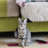 Ankara yavru kedi fotoğraf