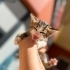 Anne sürü emdiler dili erkek bebekler var fotoğraf