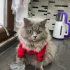 Kedi sahiplendirme fotoğraf
